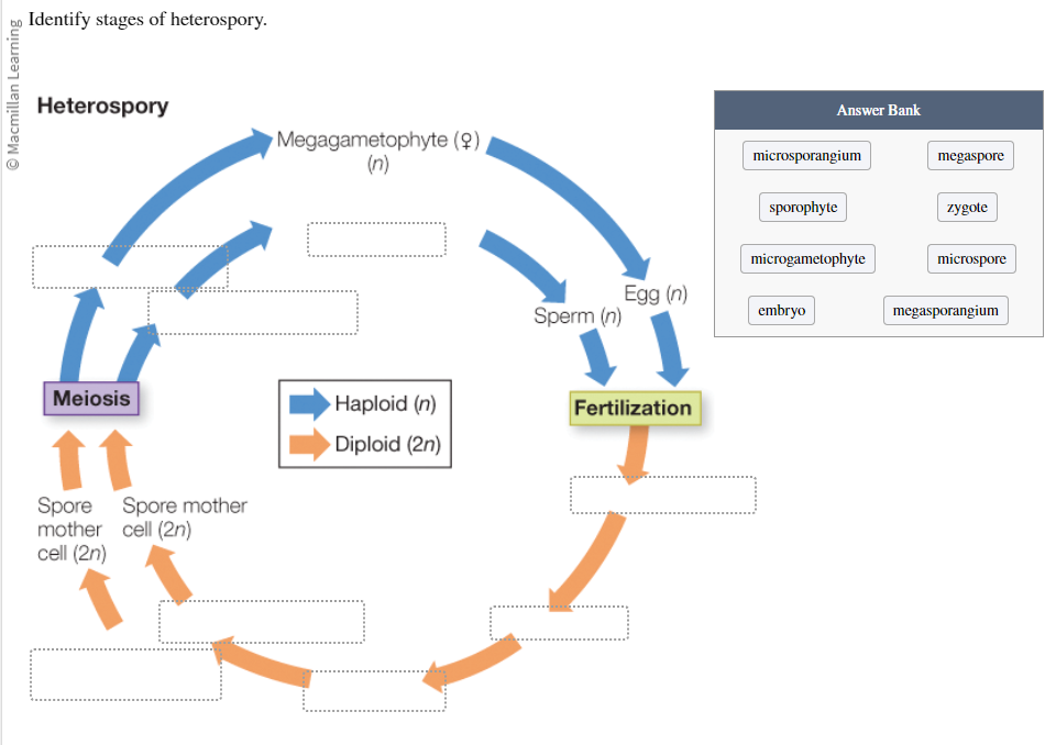 <p>Identify the stages of heterospory:</p><ul><li><p>Microsporangium</p></li><li><p>Sporophyte</p></li><li><p>Microgametophyte</p></li><li><p>Embryo</p></li><li><p>Megaspore</p></li><li><p>Zygote</p></li><li><p>Microspore</p></li><li><p>Megasporangium</p></li></ul>