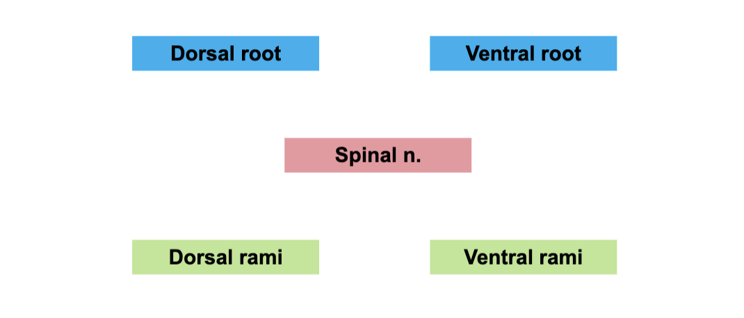 <p><strong>Dorsal root →</strong> sensory (afferent)</p><p><strong>Ventral root →</strong> motor (efferent)</p><p><strong>Dorsal root + Ventral root =</strong> Spinal nerve (mixed: sensory + motor)</p><p></p><p><strong>After spinal nerve forms, it splits into:</strong></p><ul><li><p><strong>Dorsal rami →</strong> supply back muscles &amp; skin of back</p></li><li><p><strong>Ventral rami →</strong> supply limbs &amp; anterior/lateral trunk (form plexuses)</p></li></ul><p></p>