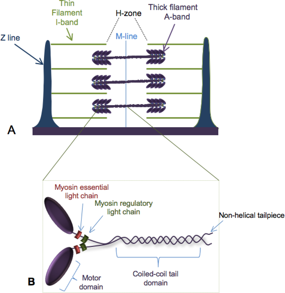 <p>Myosins “tails” combines together to form what?</p>