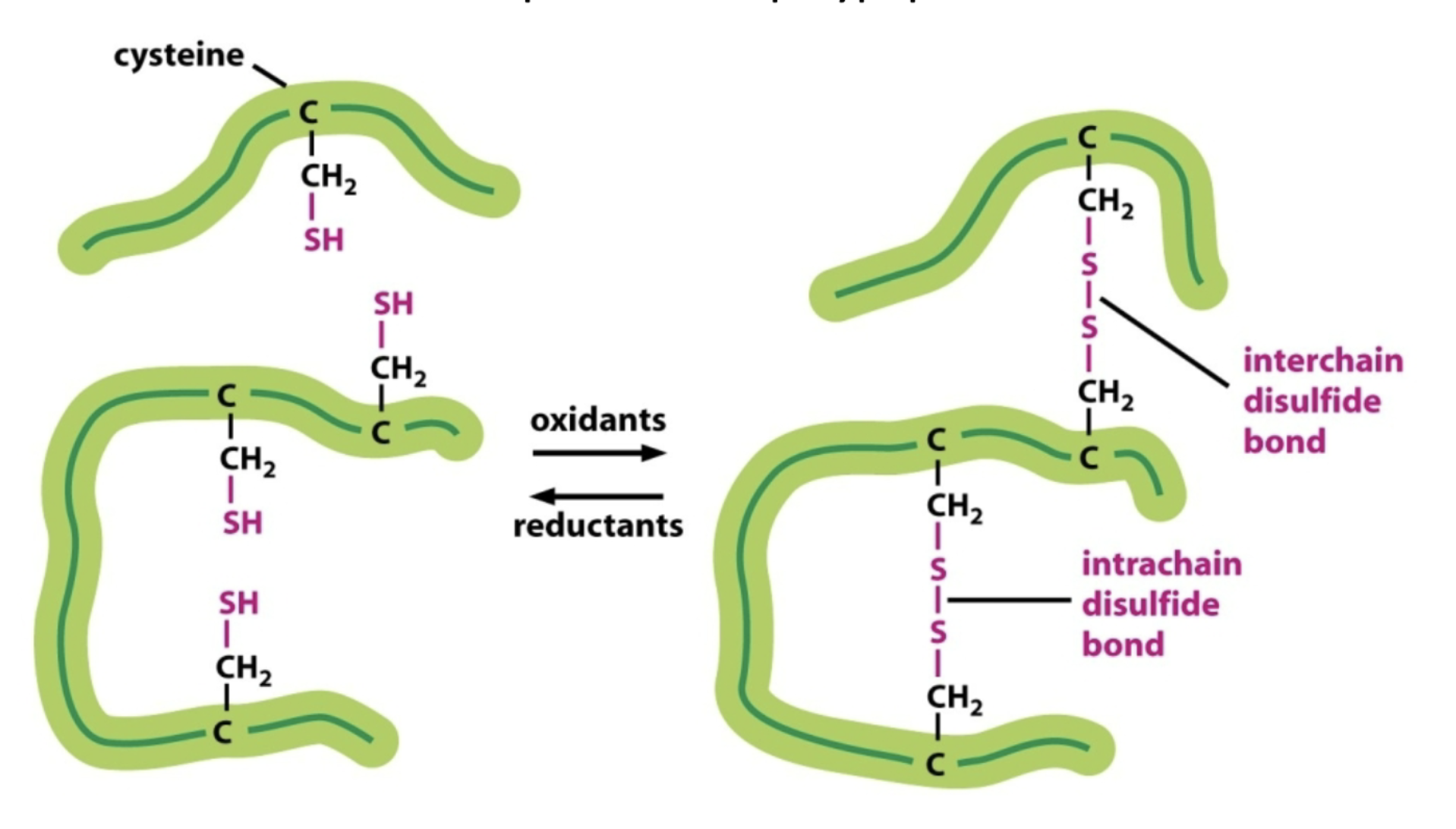 <p>They lock tertiary structures by forming between cysteine residues to cross-link parts of the polypeptide backbone. </p>