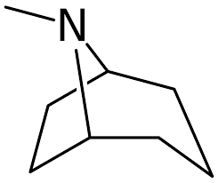 <p><strong>✓ Solanaceous Alkaloids: <em>Atropa belladona (nightshade family - solanaceae)</em></strong></p><ul><li><p><strong>Scopolamine</strong></p></li><li><p><strong>Hyoscyamine</strong></p></li><li><p><strong>Atropine</strong></p><div data-type="horizontalRule"><hr></div></li><li><p><strong>Cocaine</strong></p></li></ul><p><em>SHAt na ng Coke</em></p>