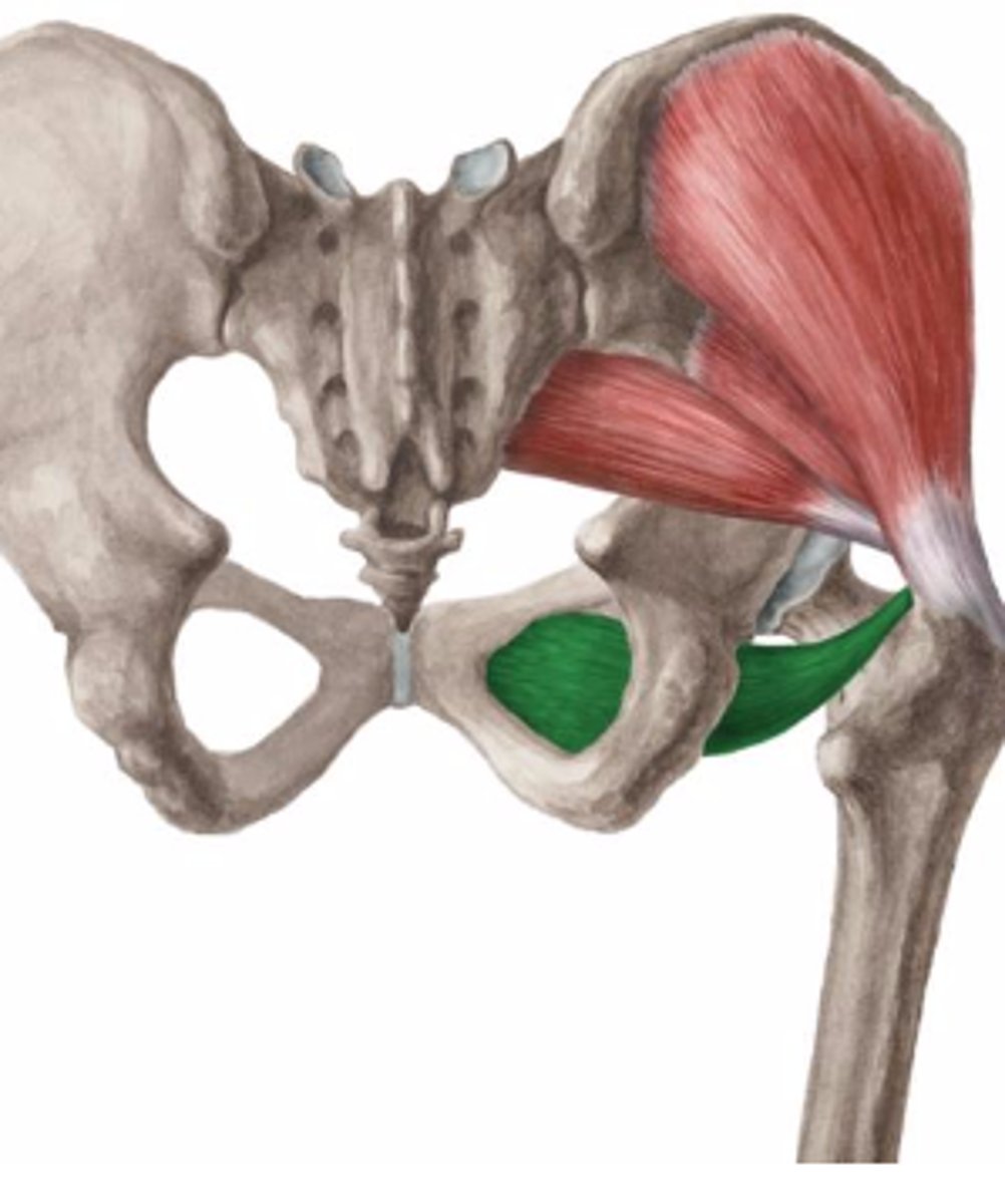 <p>O: externe zijde van de membrana</p><p>obturatoria + beenkader I: fossa trochanterica</p><p>V: onder heupgewricht door</p><p>W: exorotatie + (passieve rol in groep adductoren)</p><p>Inn: N. obturatorius L3-L4</p>