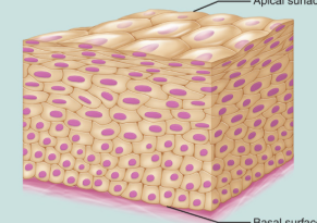 <p>stratified</p>