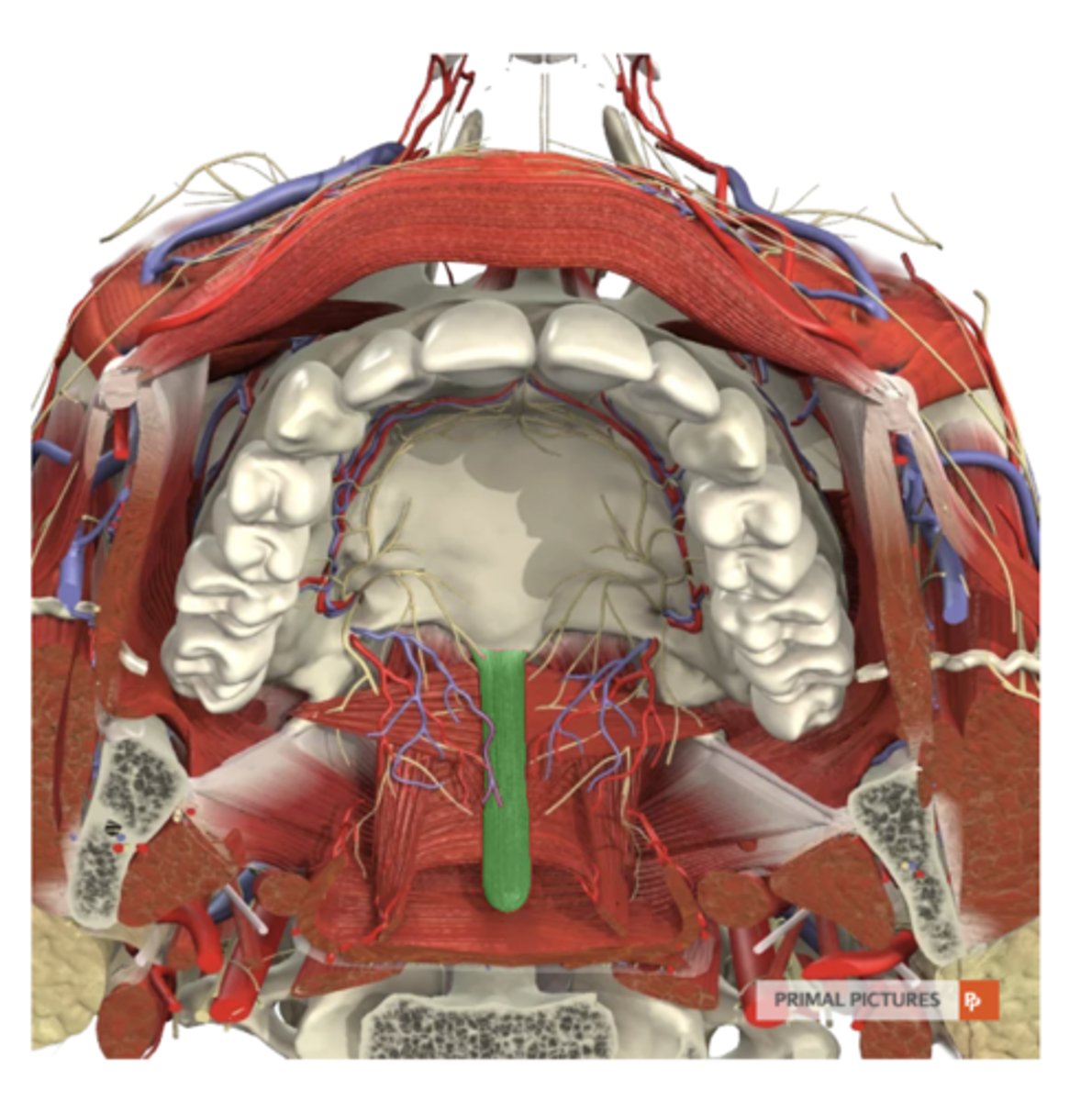 <p>label this muscle</p>
