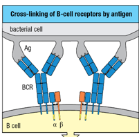<p>B-cell receptor</p>
