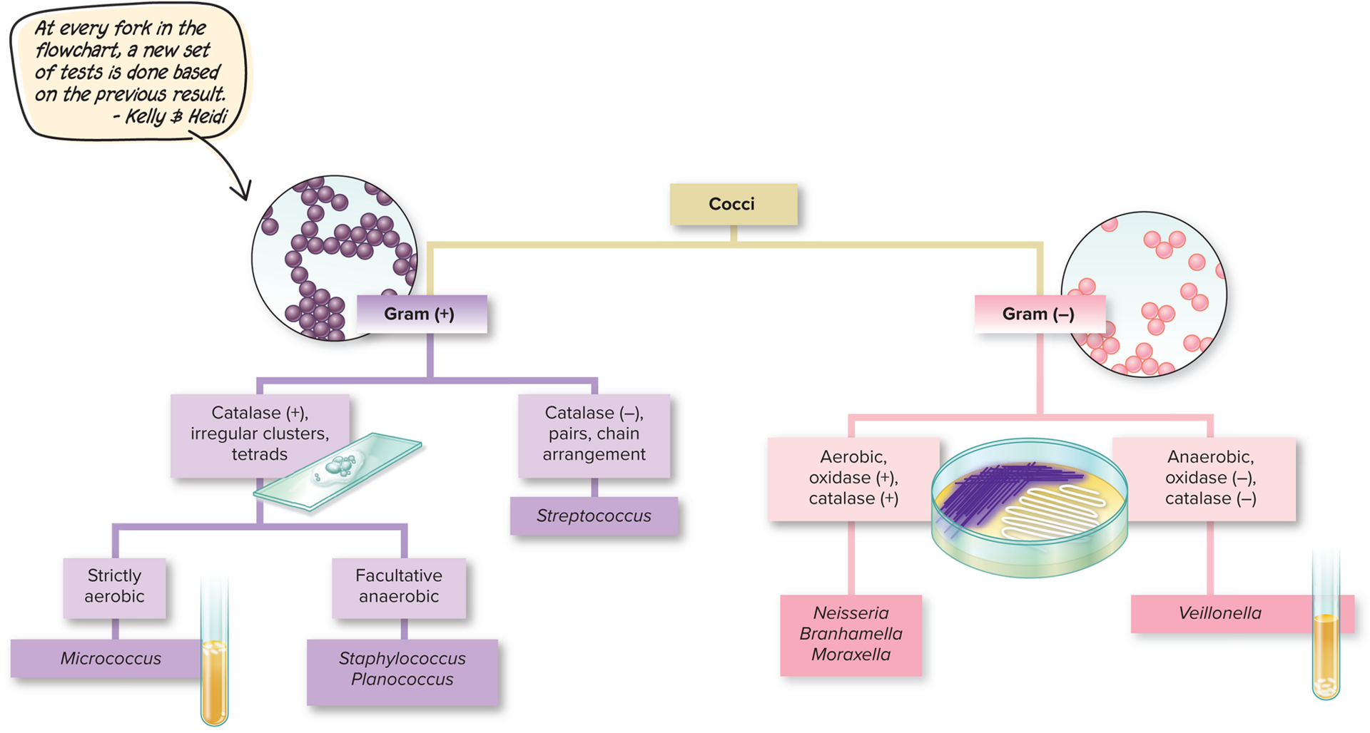a flowchart with two choices at each fork in the chart that is used for microbial identification