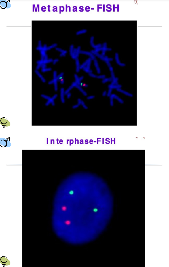 <p>Interphase & Metaphase</p>