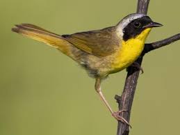 <p>What bird is this?</p>