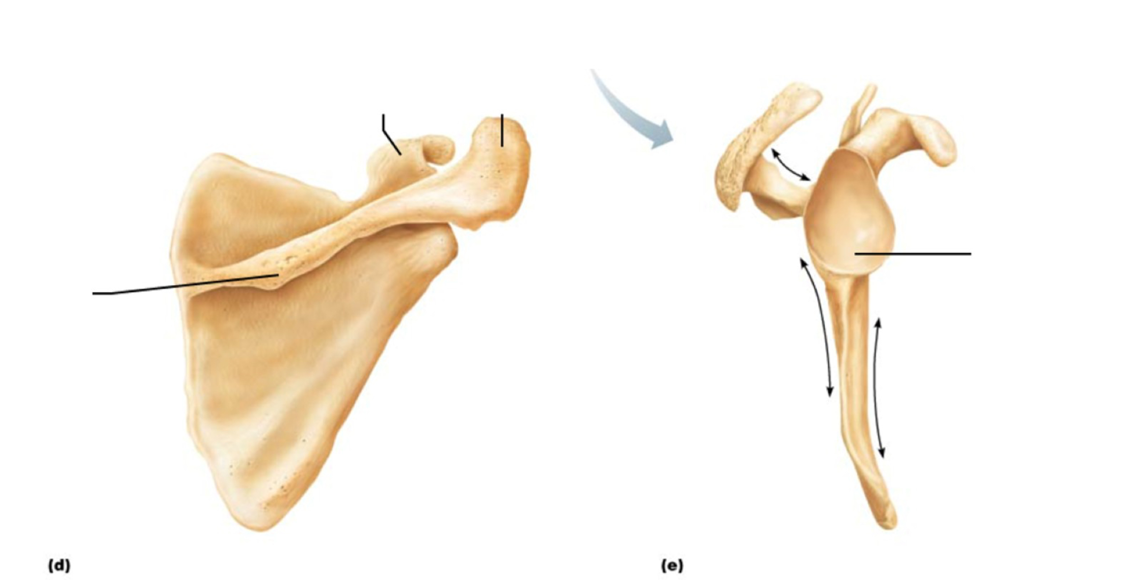 <p>What bone is this </p>