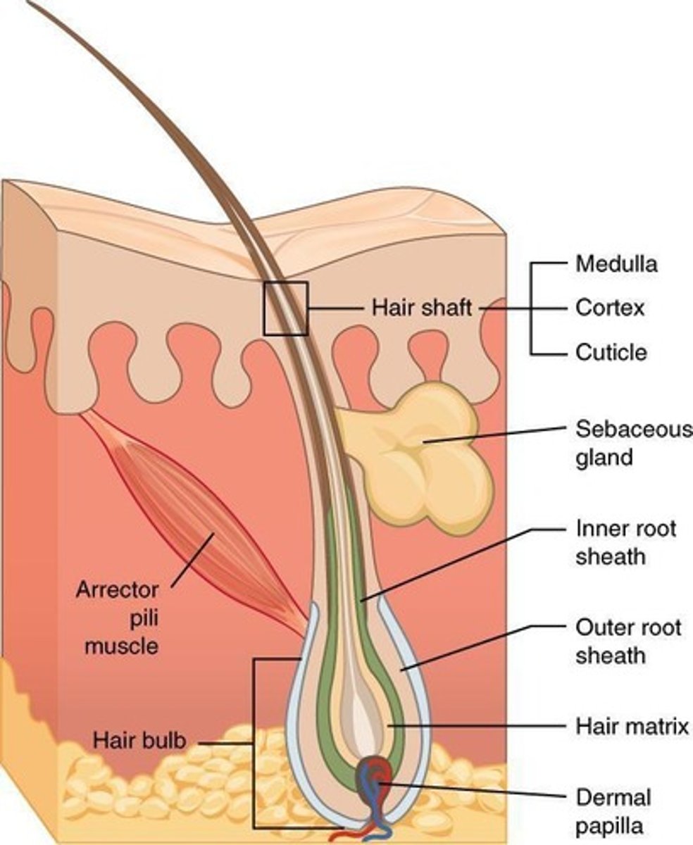 <p>Flexible strand of dead keratinized cells produced by follicles. Hard keratin (durable, cells do not flake). Regions: shaft (above scalp, keratinization complete), root (in scalp, keratinization ongoing). Shaft layers: medulla (core), cortex (layers of flattened cells), cuticle (outer single cell layers). Hair pigment: melanins (yellow, rust, brown, black); pheomelanin (red); gray/white = decreased melanin + air bubbles.</p>