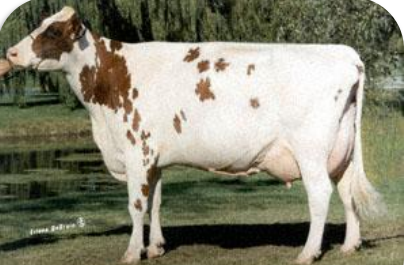 <p>Origin: Ayr, Scotland<br>Color varies from light to deep cherry red, mahogany brown, or a combination of these colors with white, some are all white <br>Considered intermediate among all of the dairy breeds for milk production </p>