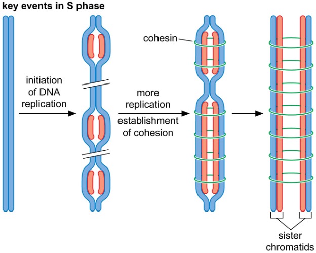 S phase