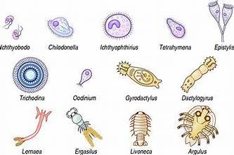 <p>primarily ectoparasites of fish</p>