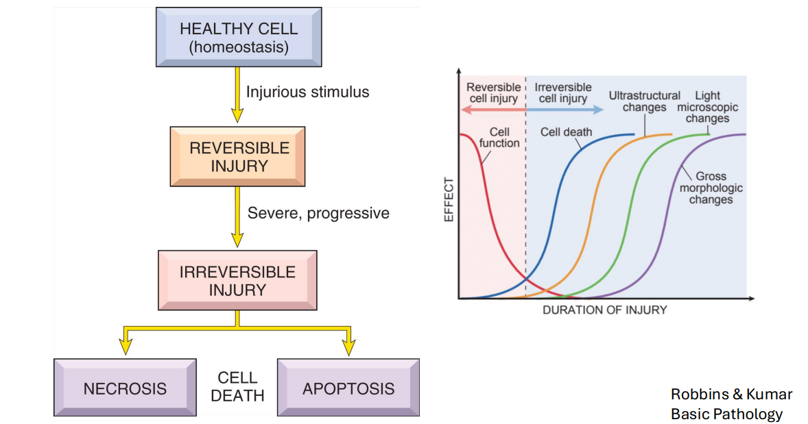<p>Healthy Cell Pathogenesis Diagram</p>