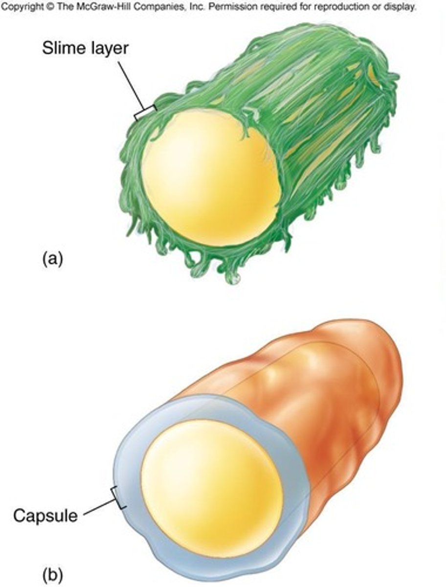 <p>Slime Layers are loosely associated and can be washed off, whereas Capsules have defined boundaries and cannot be washed off.</p>