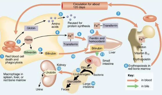 <p>explain start to finish normal bilirubin circuit</p>