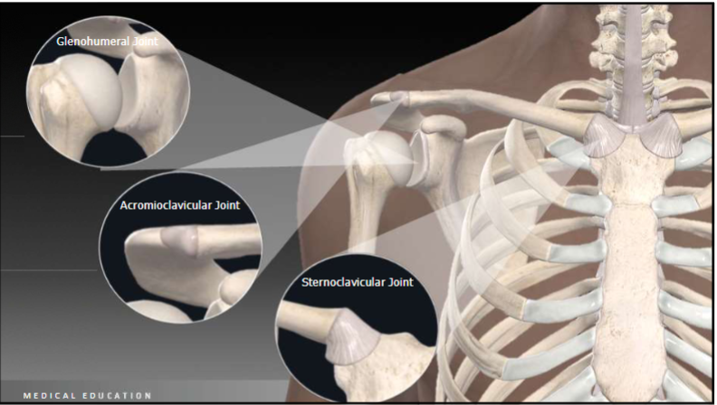 <ol><li><p>Humerus</p></li><li><p>Scapula</p></li><li><p>Clavicle</p></li><li><p>Glenoid</p></li><li><p>Acromion </p></li><li><p>Humeral head</p></li><li><p>coracoid</p></li></ol><p>Joints: </p><ul><li><p>Glenohumeral joint (ball & socket)</p></li><li><p>Acromioclavicular joint (plane joint)</p></li><li><p>sternoclavicular joint (saddle joint)</p></li></ul><p></p>