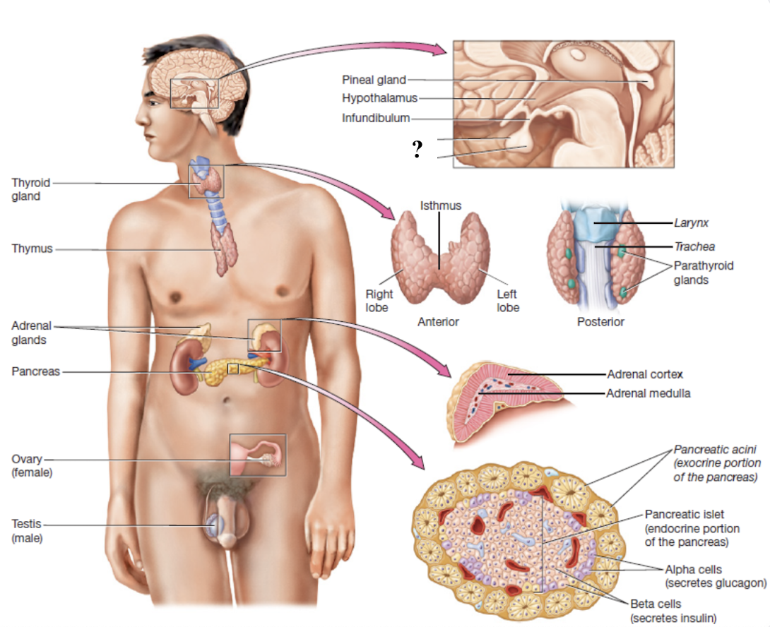 <p>sits in a depression called the hypophyseal fossa within the sella turcica of the sphenoid bone</p>