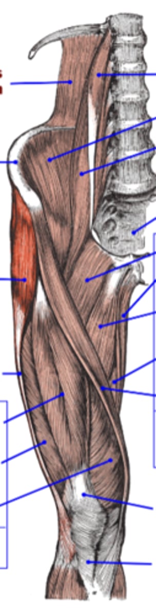 <p>ID highlighted muscle- Abducts thigh</p>
