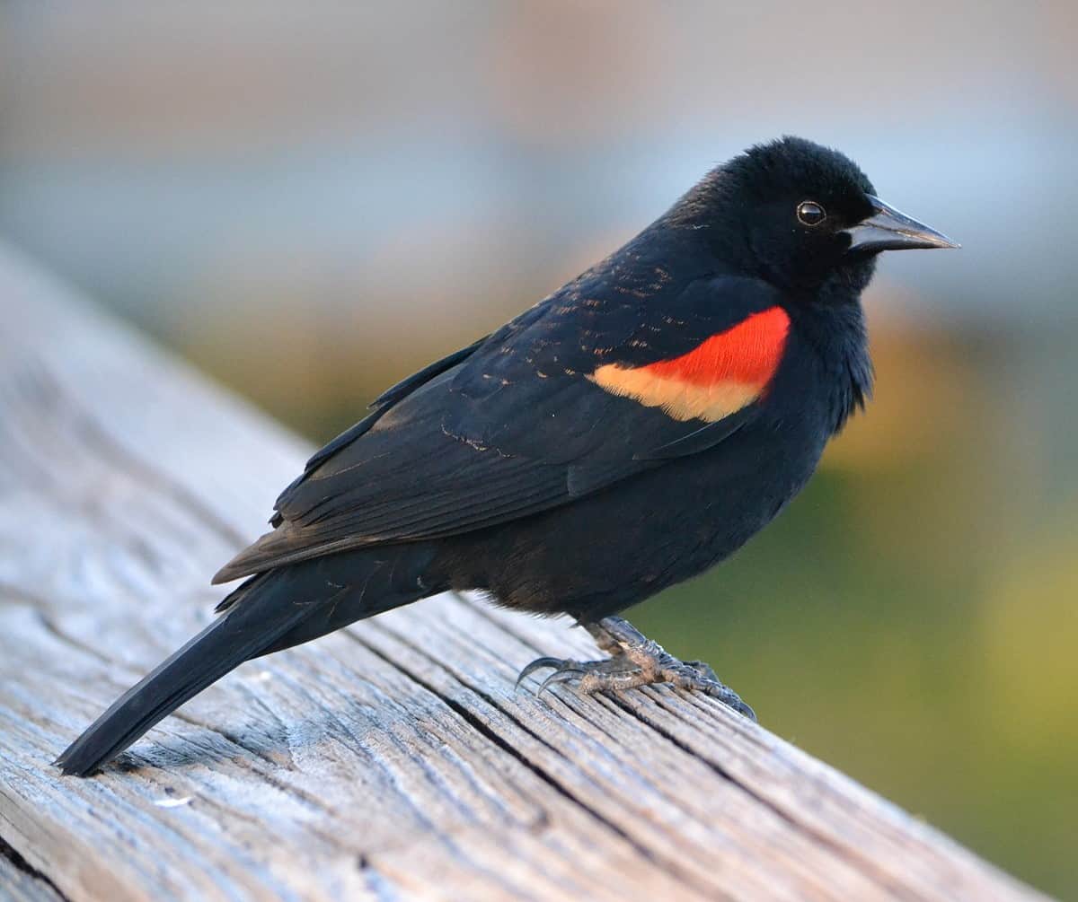 <p>What bird is this?</p>