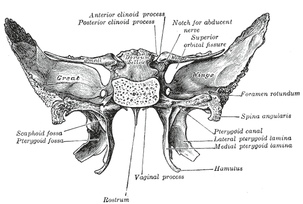 <p>Është zgjatim që projektohet në faqen e poshtme, në vendin ku takohen trupi me ala major të ashtit sfenoidal. Përbëhet nga lamina medialis et lateralis, hamulus pterygoideus, fossa pterygoidea dhe fossa scaphoidea.</p>