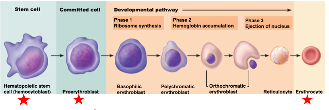 <ul><li><p>the production of red blood cells</p></li><li><p>Hematopoietic stem cell “commits” to a proerythroblast</p></li><li><p>Strictly regulated process </p><p></p></li></ul><p></p>