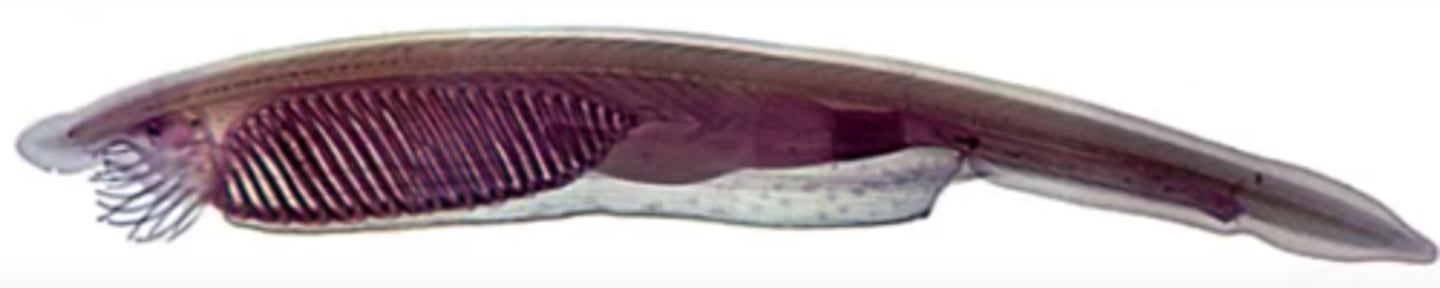 <p>1. Urochordata (tunicates)</p><p>2. Cephalochordata </p><p>(lancelets (amphioxus) </p><p>and sea squirts)</p>