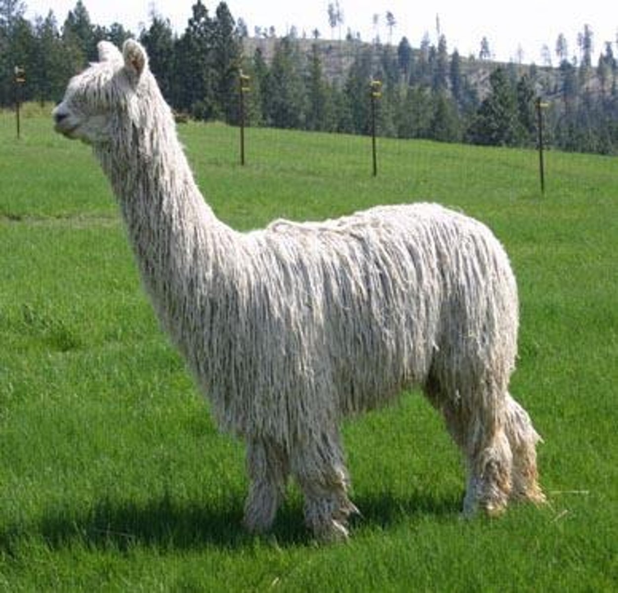 <p>The second main breed of alpacas, with long hair.</p>