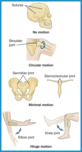 places where two bones come into contact