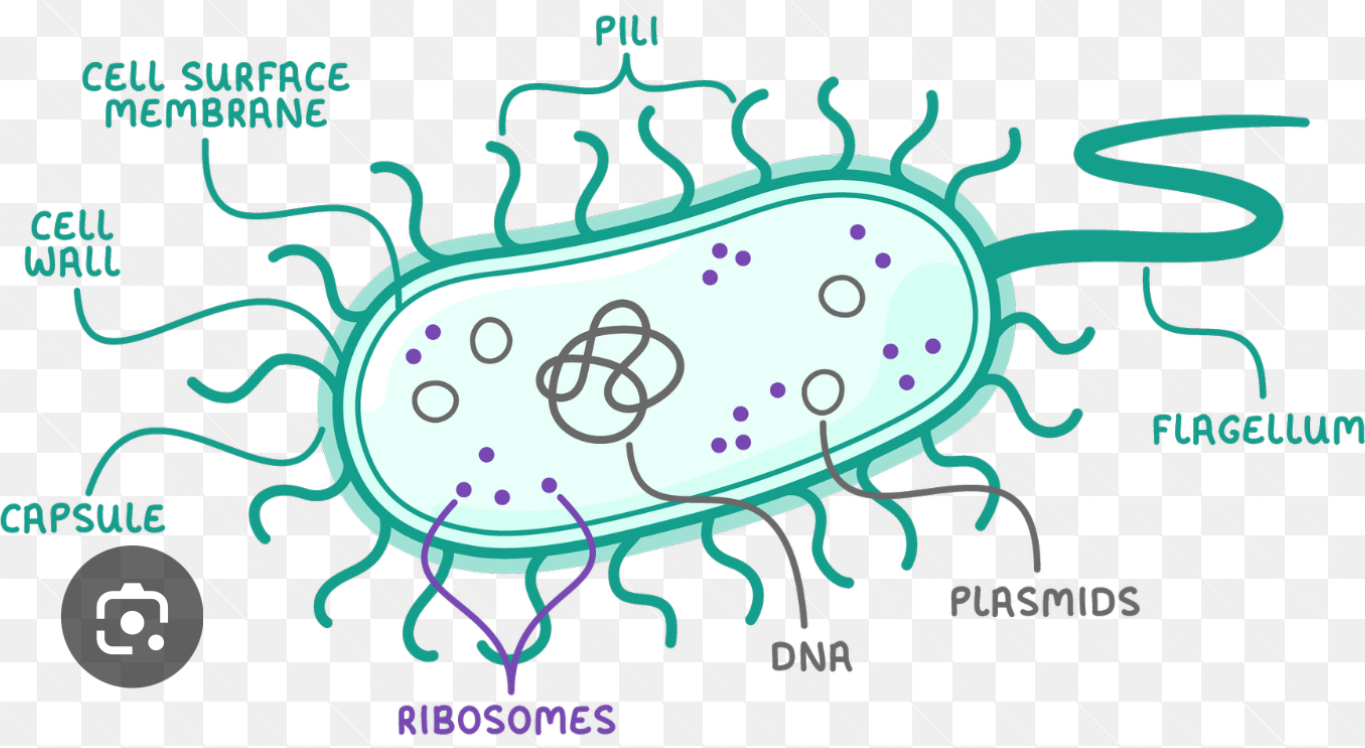 <ul><li><p>For attachement to other cells or surfaces</p></li><li><p>Involved in sexual reproduction</p></li></ul><p></p>