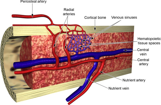 tunnel providing access to marrow cavity, supply osteons of compact bone with blood