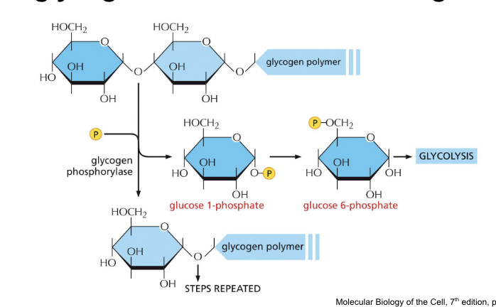 <p>is an enzyme which breaks down glycogen when cells need more glucose</p><p></p>