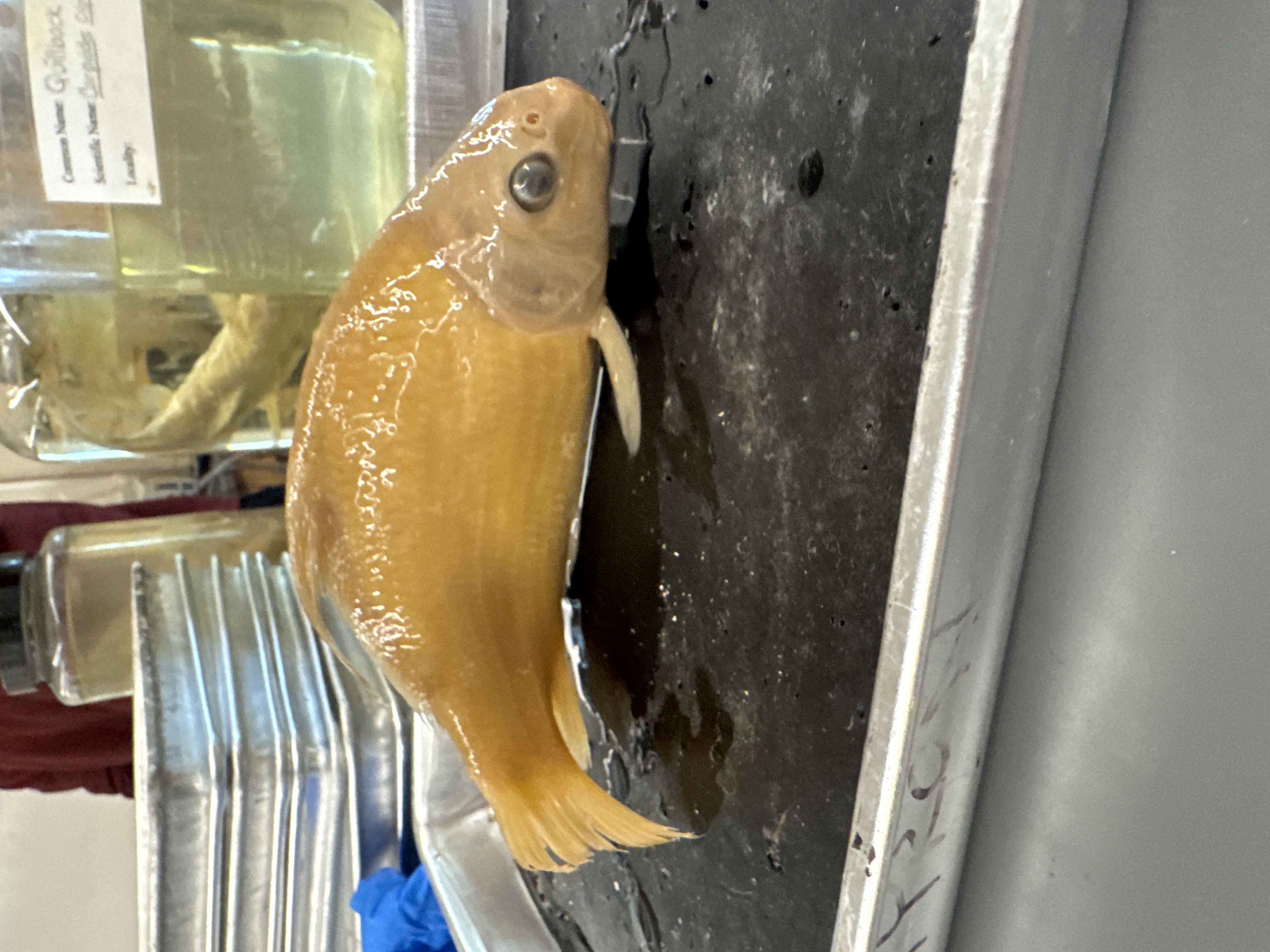 <p>Family:</p><p>Species:</p><p>Scientific:</p>