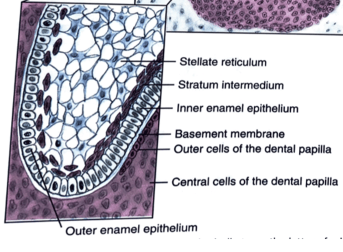 <p>1) Outer cells<br>2) Central cells</p>