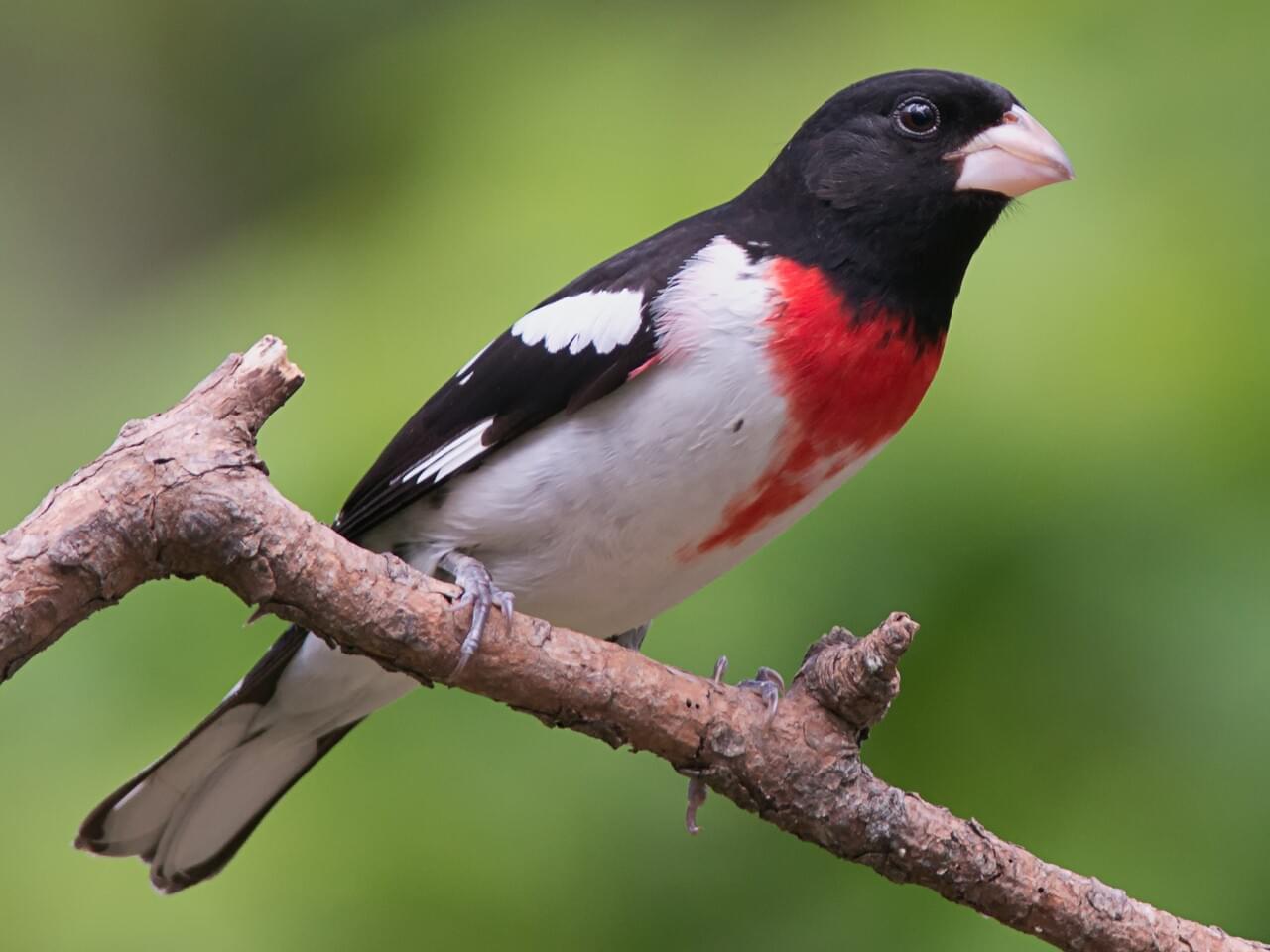 <p>Male black-and-white with red triangle breast; huge pale bill; female brown streaked with bold eyebrow.</p>