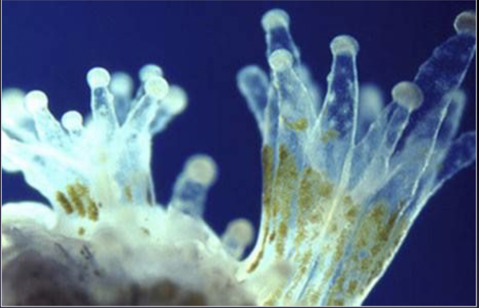<p>Any corals that contain <strong>zooxanthellae</strong> (tiny photosynthetic algae living in their tissue; dinoflagellates) </p>