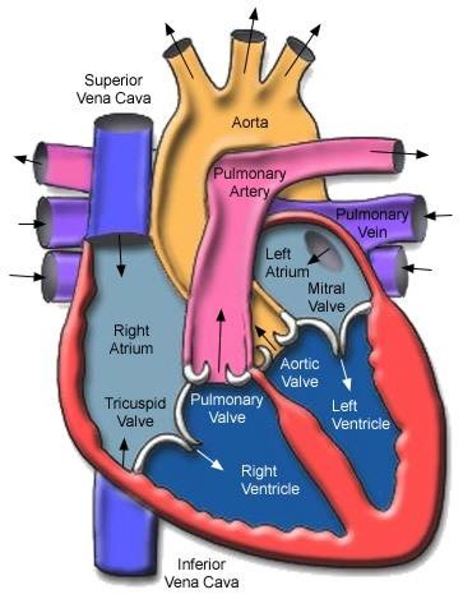 <p>opens into the inferior part of R. atrium, at the level of 5th costal cartilage</p>