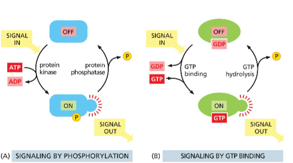 <p>for small GTPases</p><ul><li><p>transition from GTP-bound (active) to GDP-bound (inactive) is done by hydrolysis (done by GAP)</p></li><li><p>transition from GDP-bound (inactive) to GTP-bound (active) is done by GDP (exchange via GEF)These different states have conformational differences which define function</p></li></ul><p></p>