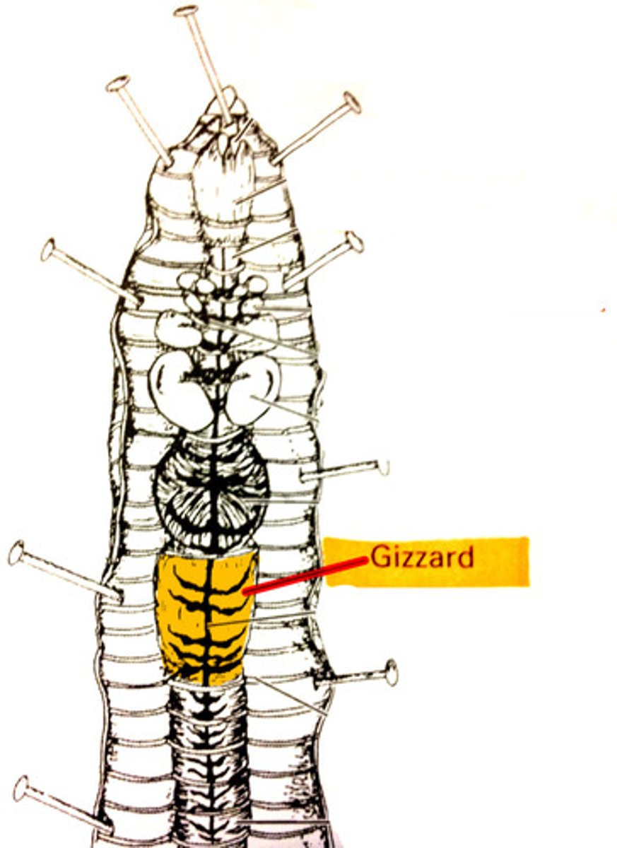 <p>gizzard: grinds food</p>