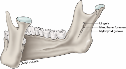 <p>Lingual nerve</p>