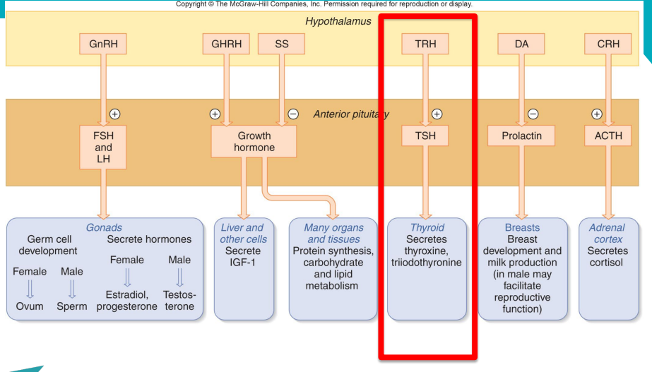 <p>Endocrine axes</p>