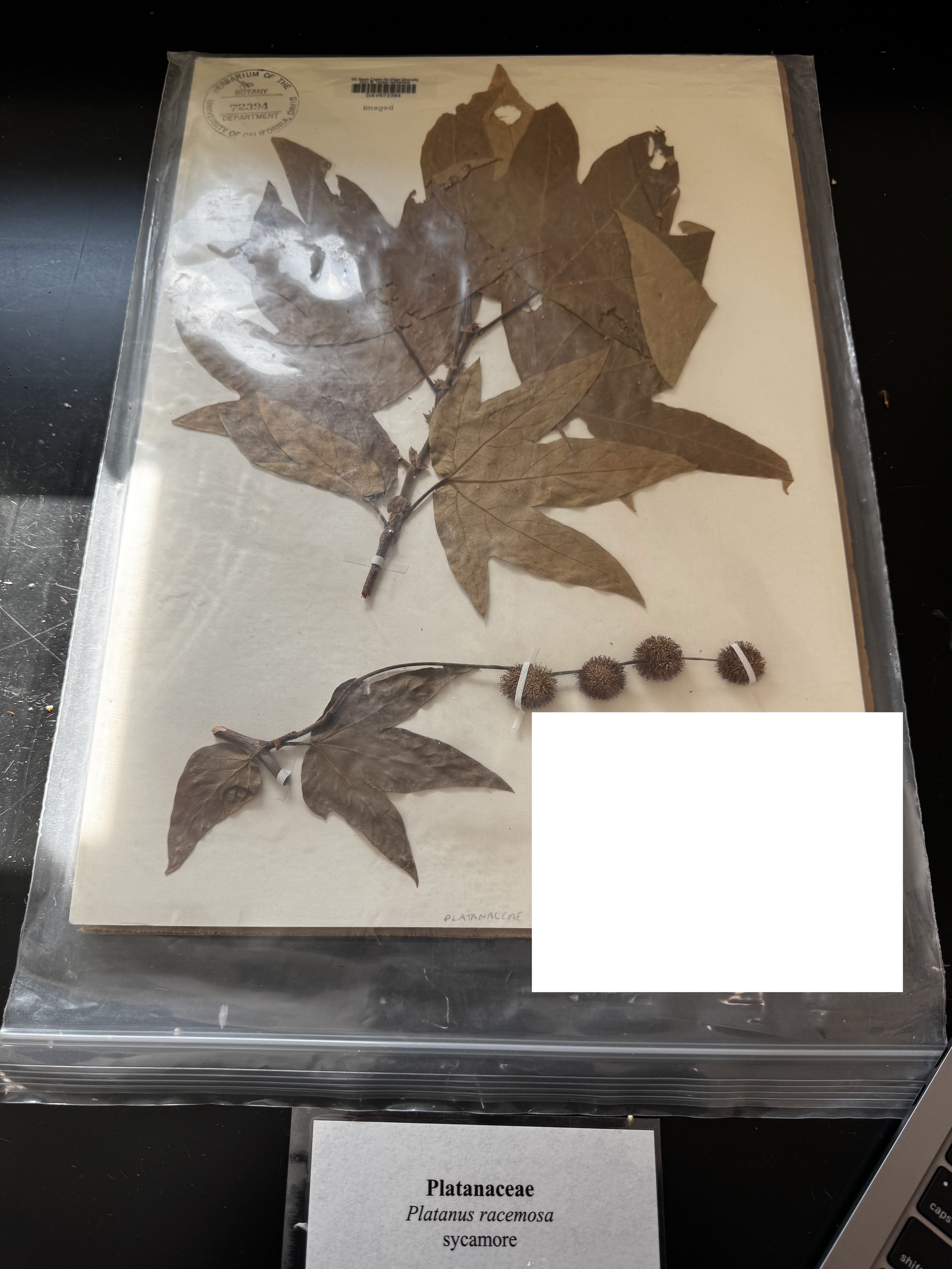 <p>What order, family, and genus?</p>