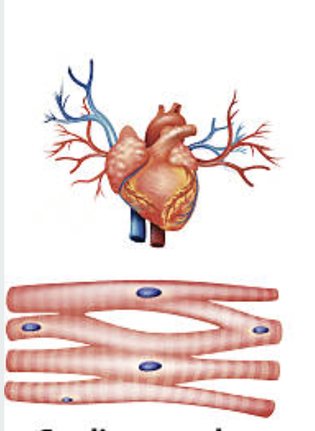 <p>only exist in the heart. involuntary movement. Striated with intercalated discs. Pumps blood</p>