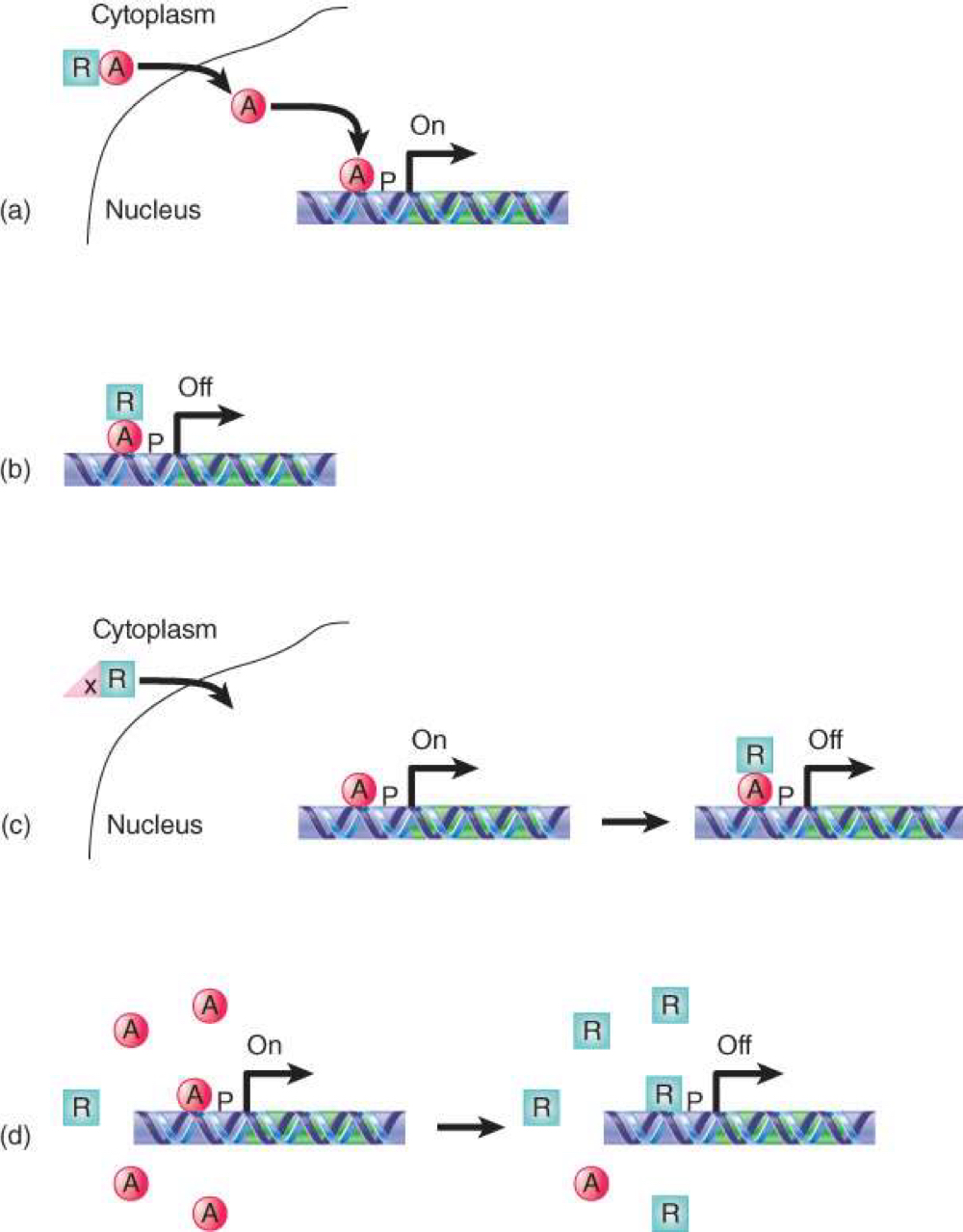 <p>a) sequestering an activator in the cytoplasm (keep activator from entering the nucleus)</p><p></p><p>b) by binding an activator and masking its activation domain</p><p style="text-align: start"><br>(c) by being held in the cytoplasm until it is needed</p><p style="text-align: start"><br>(d) by competing with an activator for binding site on DNA</p>