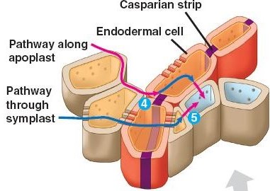 <p>Moves in between cells (apoplast) or through the cells themselves (symplast). Once it reaches a layer of cells called the endodermis, the water is redirected to move via symplast. This allows for control of water uptake</p>