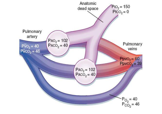 <p>mixed venous blood bypasses the gas exchange unit and goes directly into arterial blood</p>