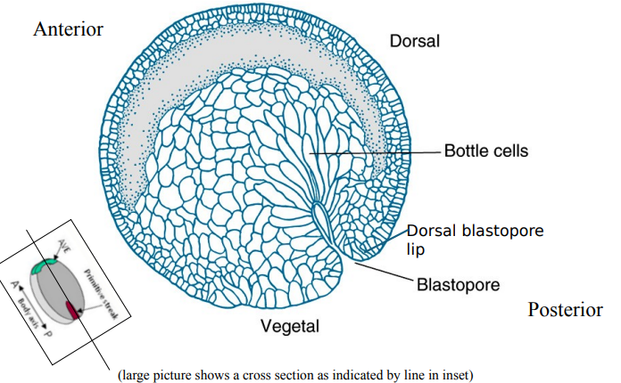 <p><strong>What are the main cell movements during Xenopus gastrulation, and how is the anterior-posterior axis established?</strong></p><ul><li><p>What is gastrulation driven by and where does it begin?</p></li><li><p>Describe the 3 main movements by which gastrulation occurs?</p><ul><li><p>1: Involution</p></li><li><p>2: Convergent Extension</p></li><li><p>3: Epiboly</p></li></ul></li><li><p>So how is the A-P axis established?</p></li></ul><p></p>