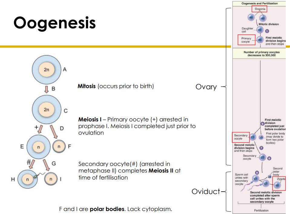 <p>Oogenesis</p>