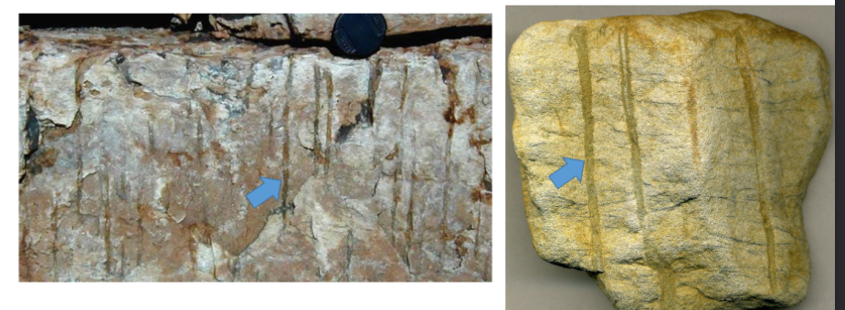 <p>is a species of trace fossil created by burrowing organisms, characterized by its straight, vertical burrows found in sedimentary rock. </p>