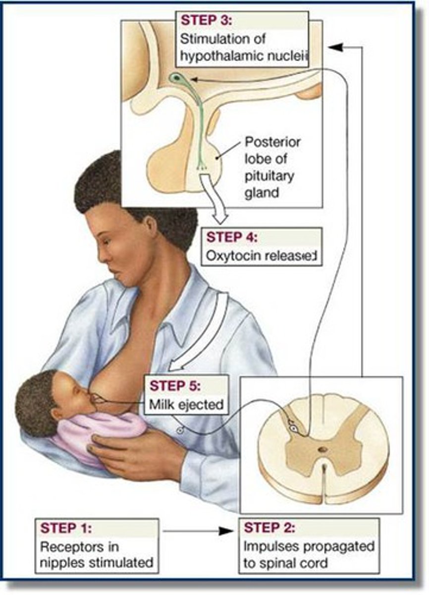 <p>Positive feedback loop to push milk to teat</p>